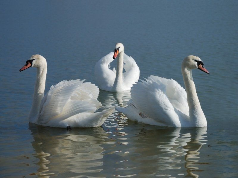 лебеди, птицы, водоплавающие, вода, озеро Естественная гармония фото превью