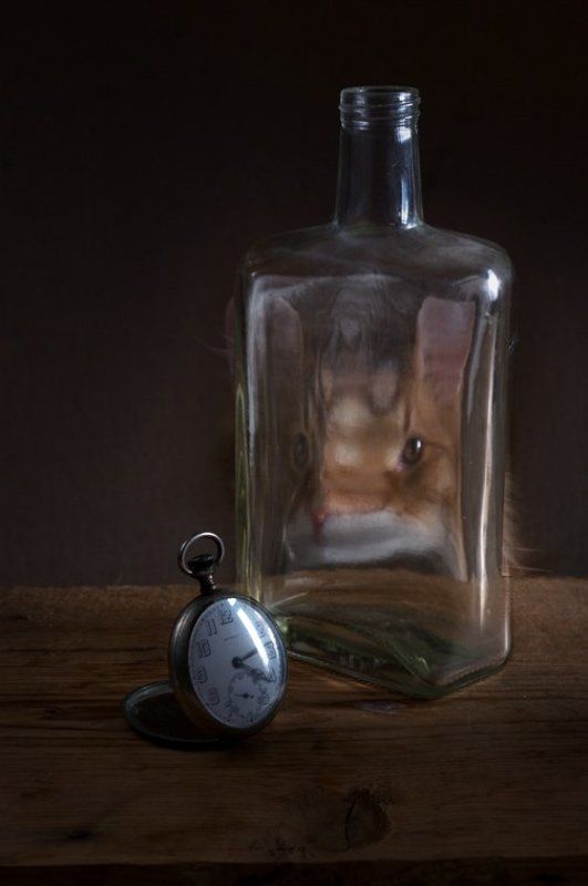 cat, , still-life, , кот, , натюрморт, , время На-тюр-Мордphoto preview