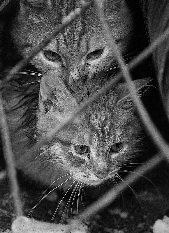 баталии животного мираphoto preview