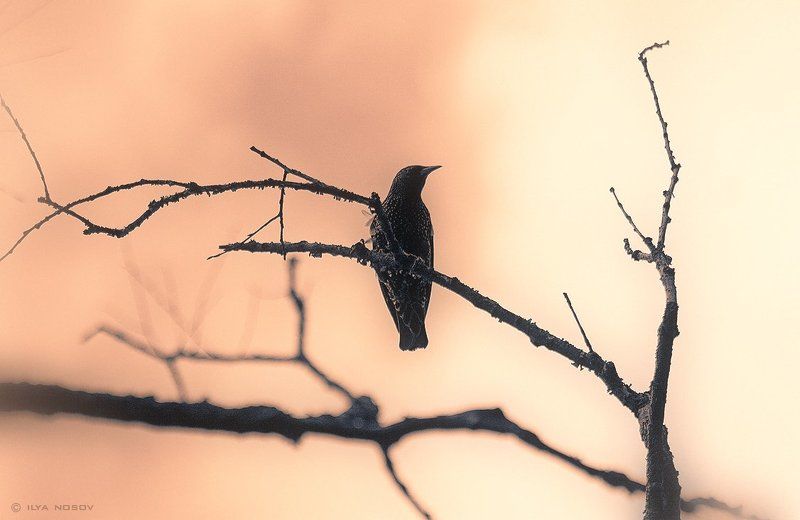 Скворец в восточном стиле.photo preview