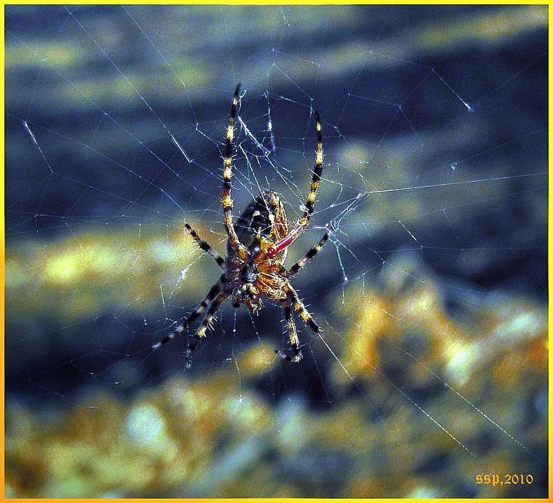 ///////////////////photo preview