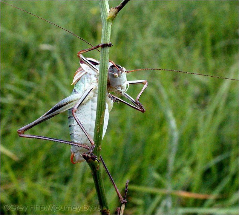 Джентльмен и его Дама с цветамиphoto preview