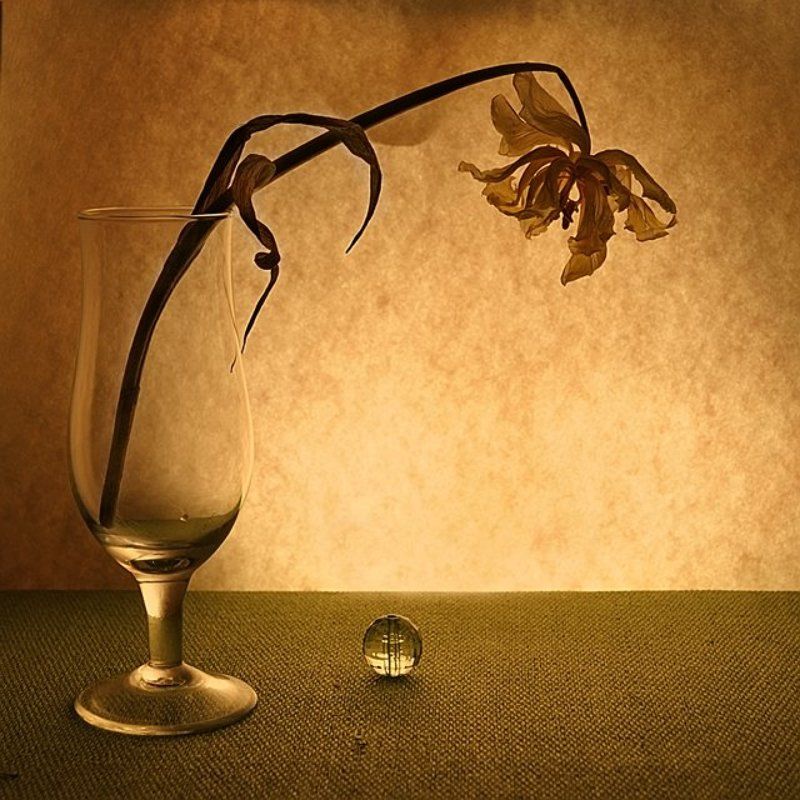 тюльпан,теплый спокойная...о цветке..photo preview