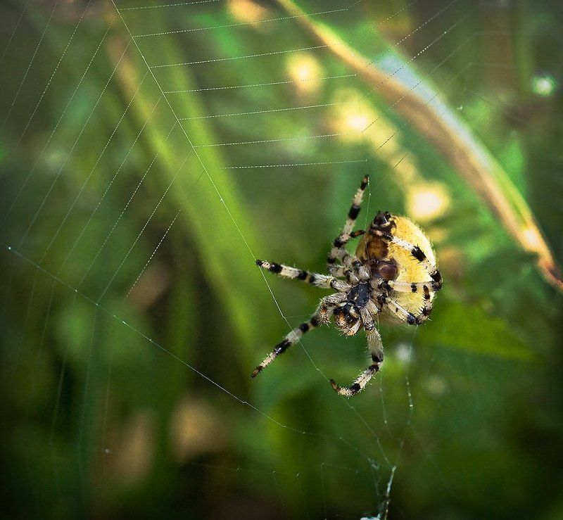 первая петля накидная...photo preview