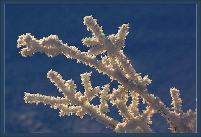 ветка,иней Кораллы Зимыphoto preview