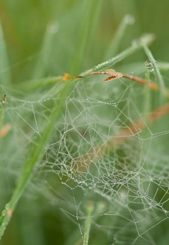 цвет, нефритовый, роса Цвет...Нефритовыйphoto preview