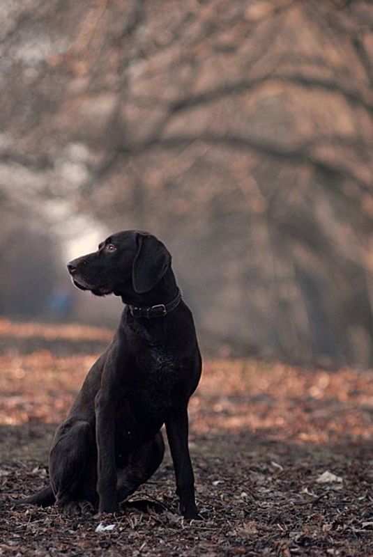 собака, рэй,  фото превью