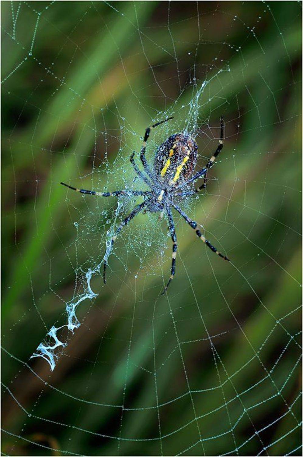 Аргиопа. Автор: Курочкин Валерий паук, паутина, капли, утро, Курочкин Валерий