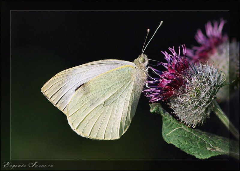 * фото превью