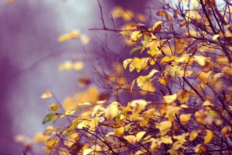 осень,  фото превью