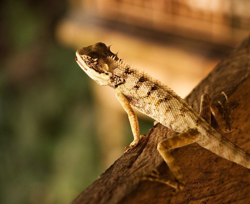 ящерица наблюдательphoto preview