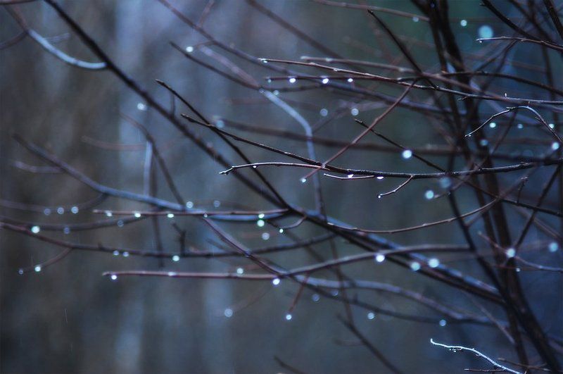 весна, ветви, никон, лес, капли, дождь ветвиphoto preview
