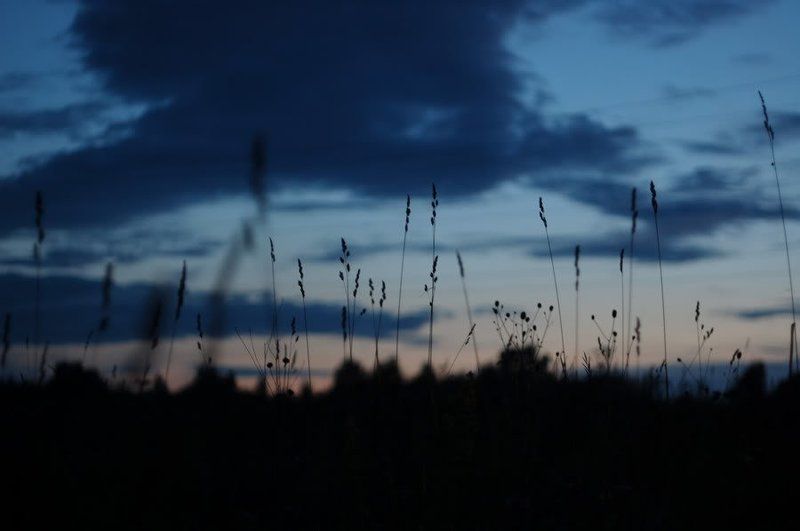 поле, лес, природа, закат, сумерки, никон, копылово, томск, никон полеphoto preview