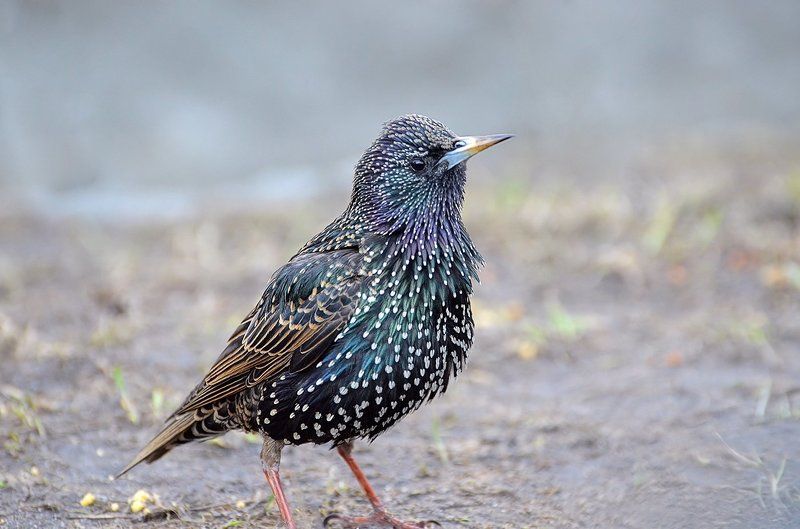 Скворец.photo preview