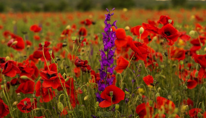 Крым, Крым наш, Маки Маки...photo preview