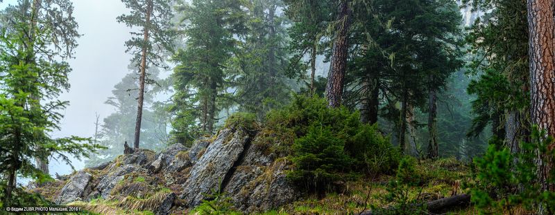 Zubr.photo, Горы, Кавказ, Лес, Панорама, Тхач Тишина дождливого лесаphoto preview