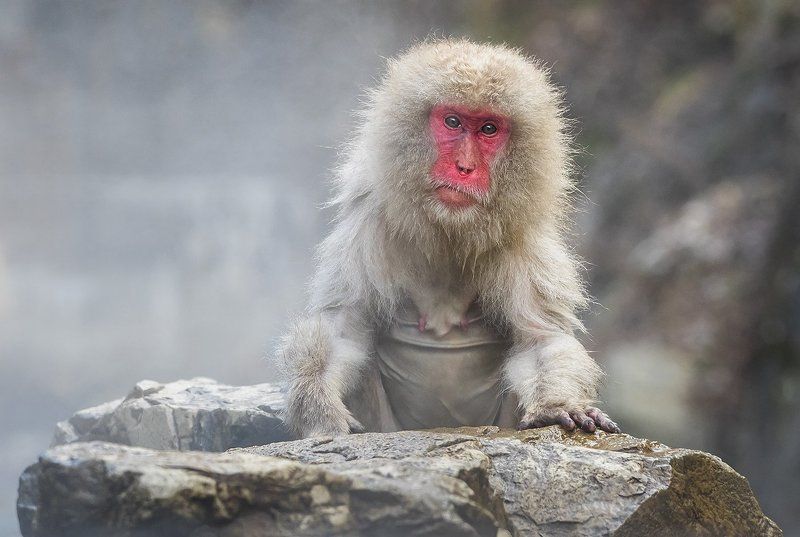 горячие источники, зима, макака, япония Ну что?Господа присяжные заседатели лед тронулся! фото превью