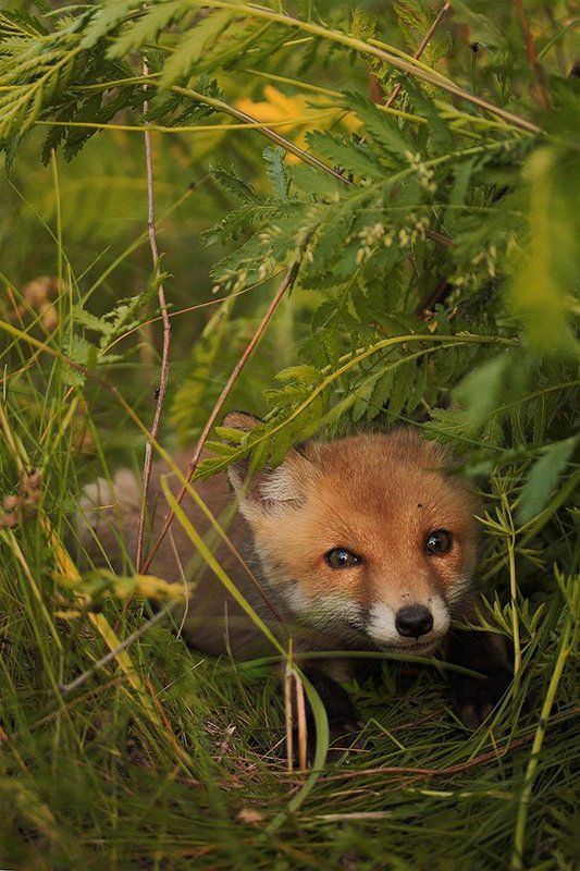 лисица обыкновенная, лисица рыжая маленький лисphoto preview