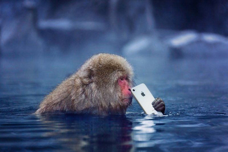 япония, обезьяна, iphone, apple И кому бы позвонить?photo preview