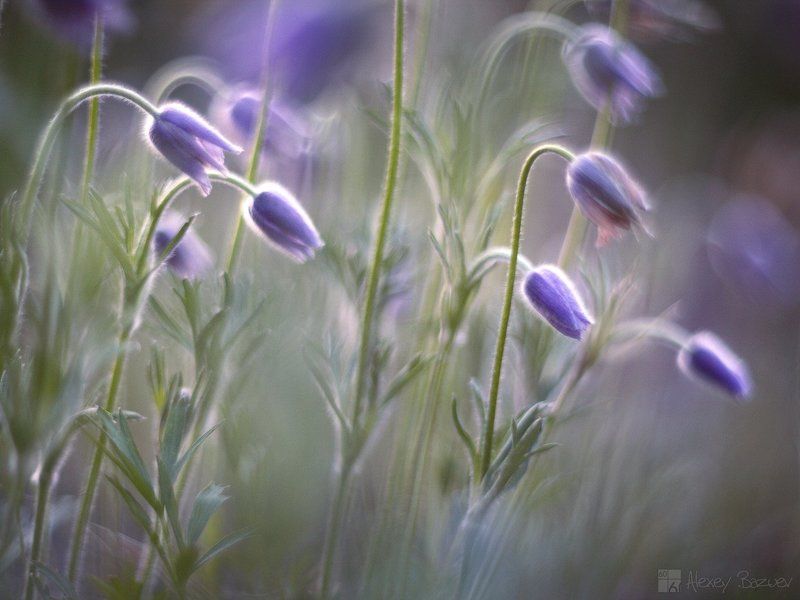 сон-трава прострел даурский утро Весенний сонphoto preview