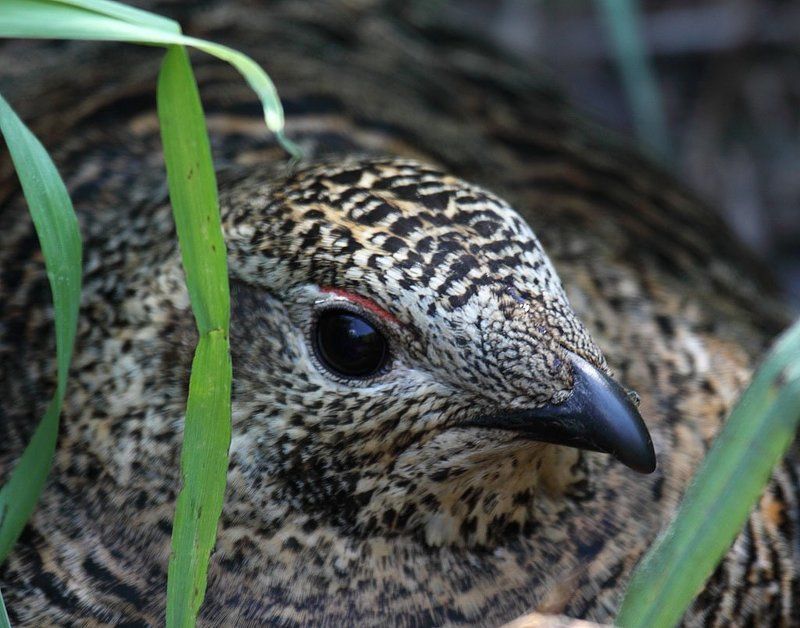 Тетёрка на гнездеphoto preview