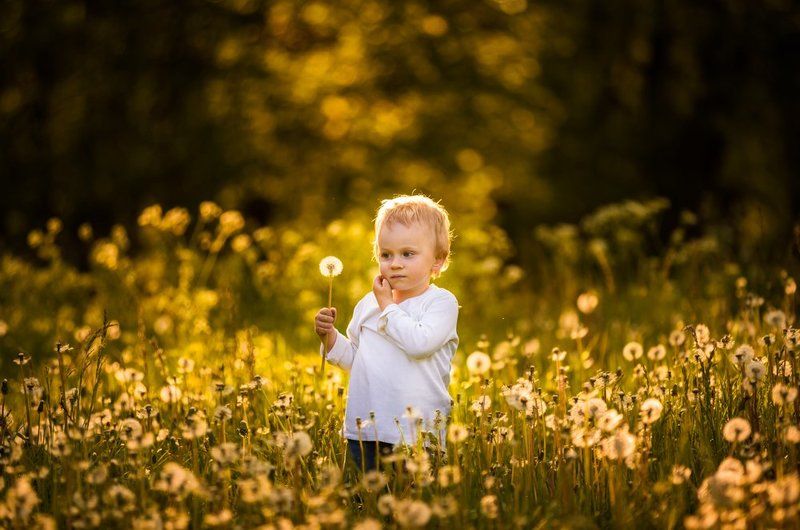 dandelions, dandelion, child , portrait, people, poland, nature Dandelions!photo preview