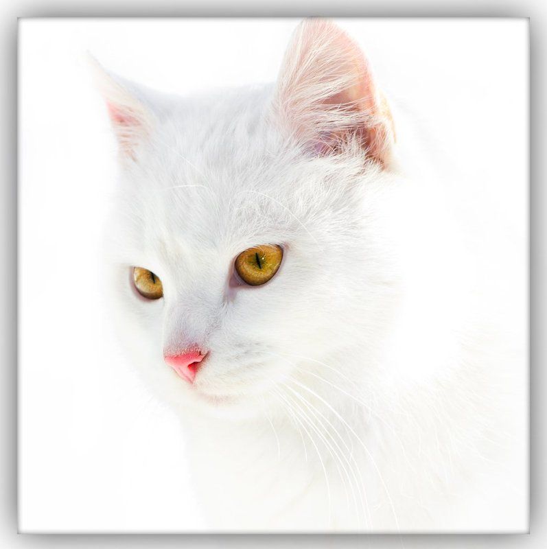 Белоснежка!!!photo preview