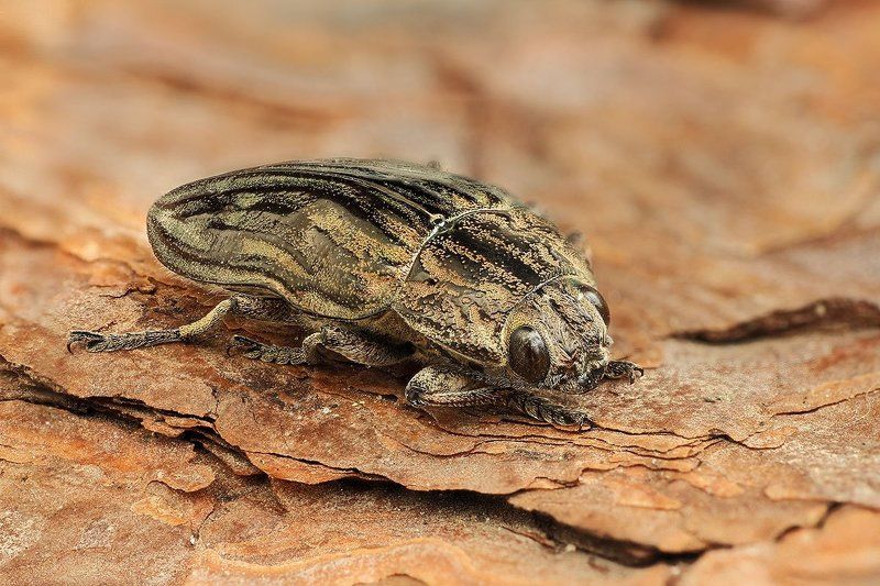 Золотой жукphoto preview