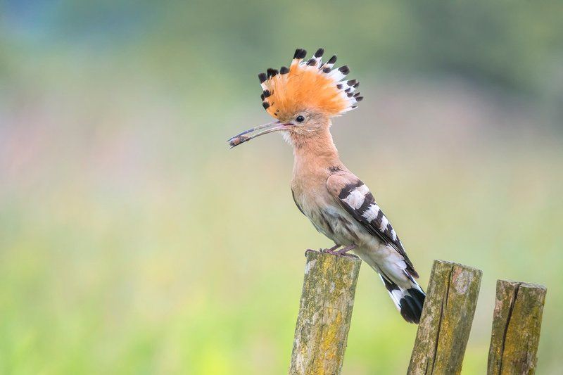 Eurasian Hoopoe...photo preview