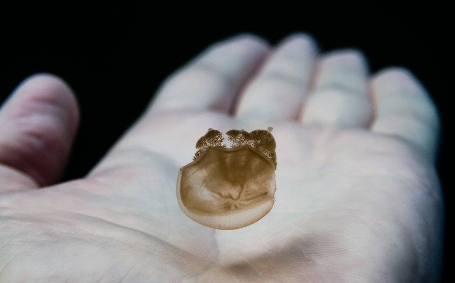 Озеро медуз, Палау, Алексей Пупышев