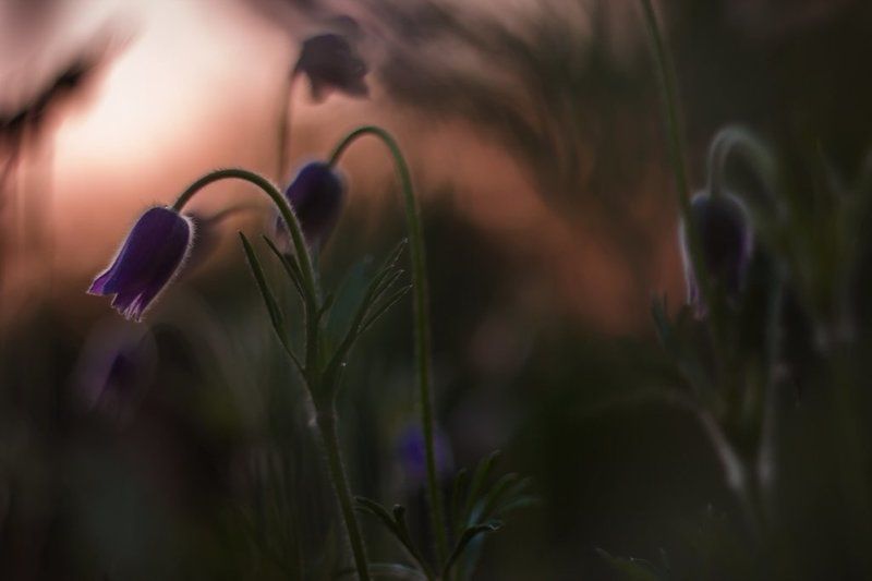 Занималась алая...photo preview