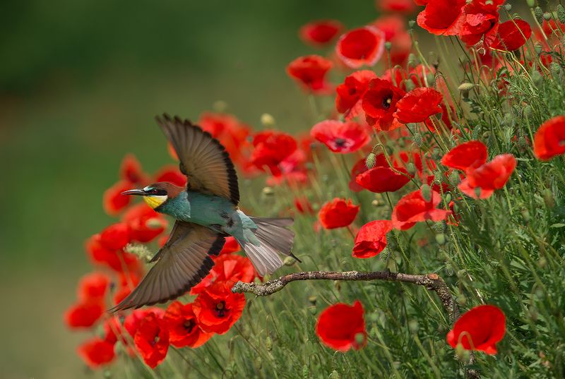 bee-eater ***photo preview