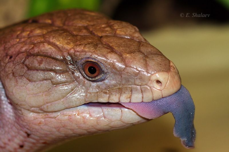 Lizards, Reptilia, Tiliqua scincoides, Рептилия, Синеязыкий сцинк, Сцинк, Ящерица Синеязыкий сцинк - Tiliqua scincoidesphoto preview