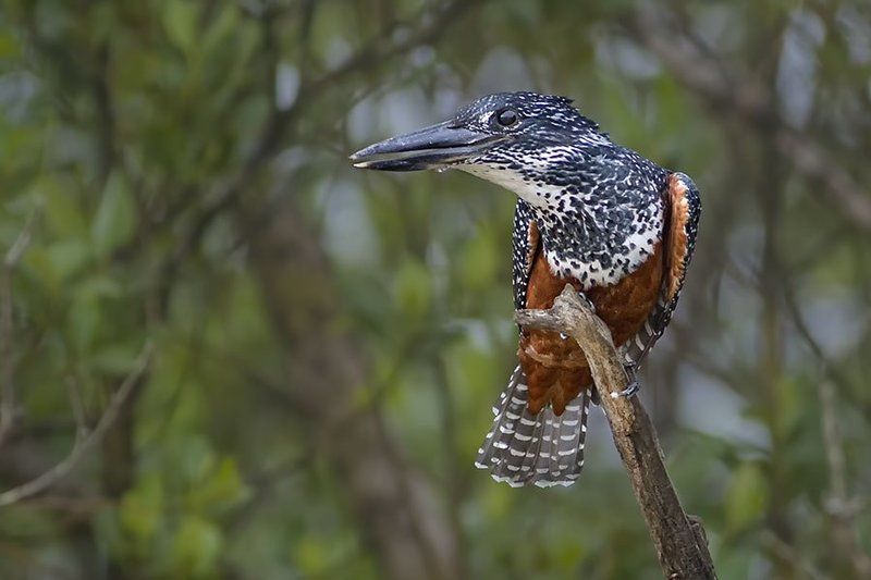 Giant Kingfischerphoto preview