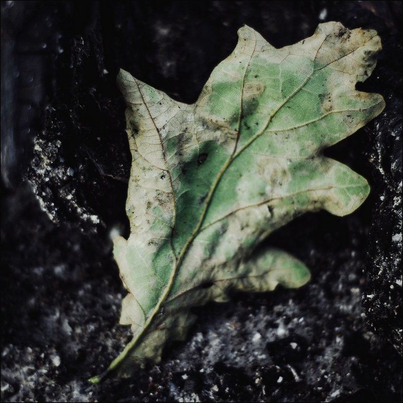 Листья, Природа, Улитка, Фактура Весеннееphoto preview