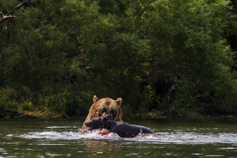 Медведи, Камчатка, Курильское Озеро, Река Озерная Убийство на Курильском Озераphoto preview