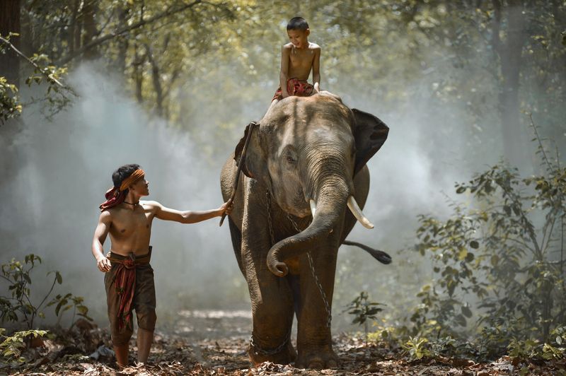 Action, Aec, Africa, Asia, Asian, Bearfoot, Beautiful, Boy, Child, Elephant, Homestay, Man My brother and elephantphoto preview