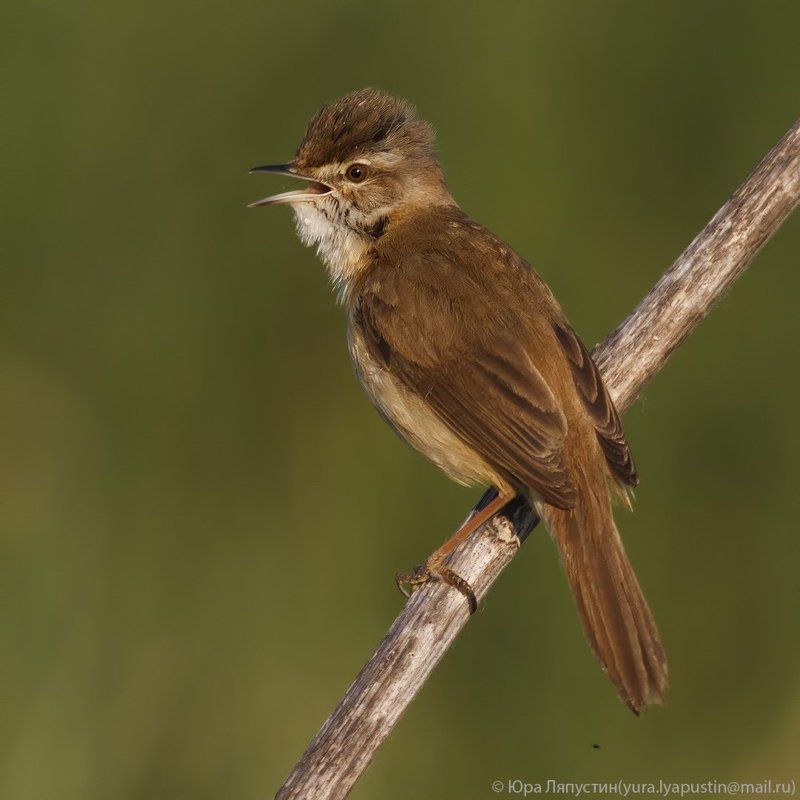 Камышевка ***photo preview