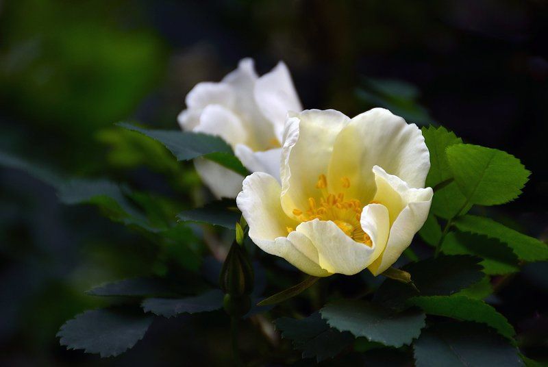 Шиповникphoto preview