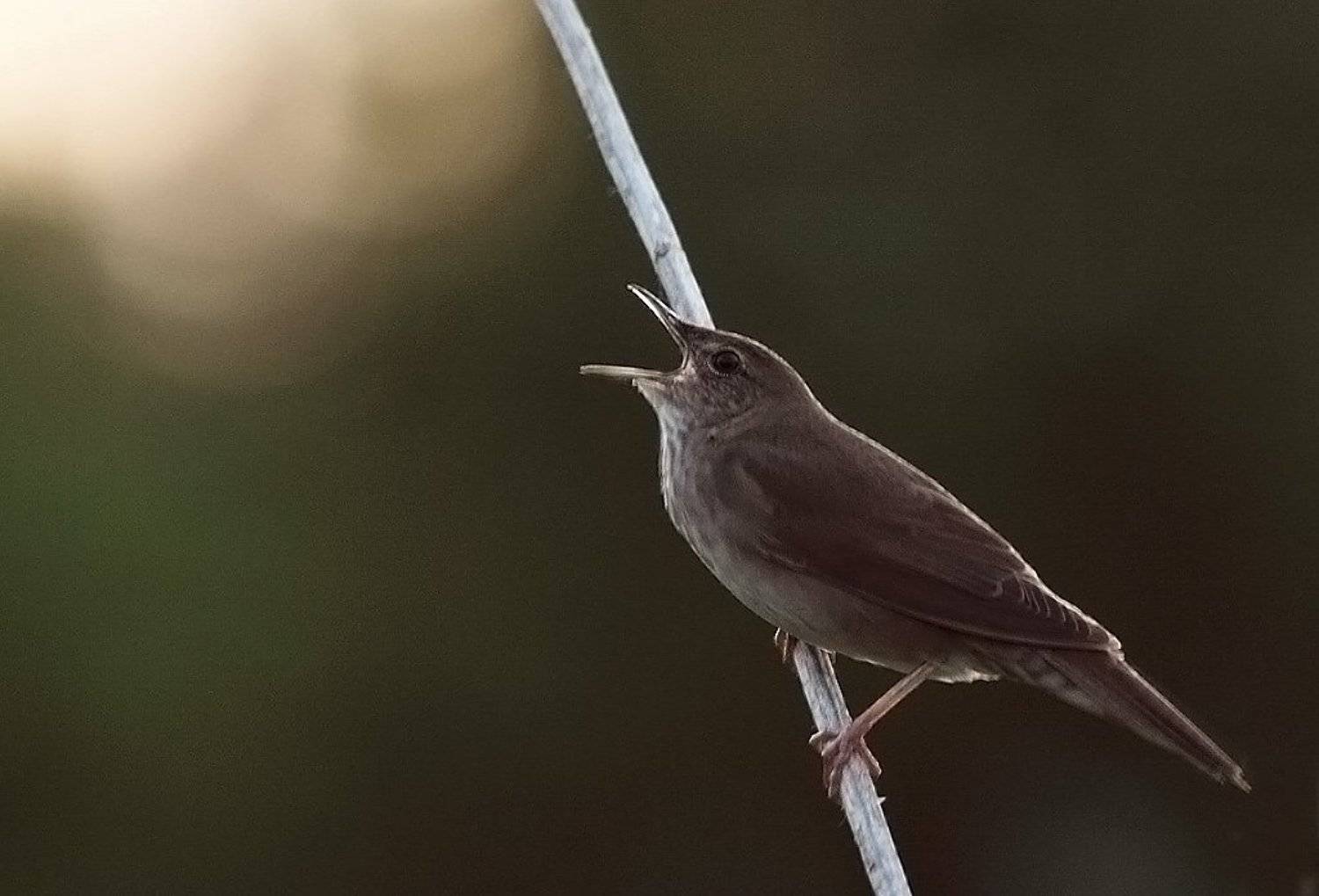 , Сергей Таланов
