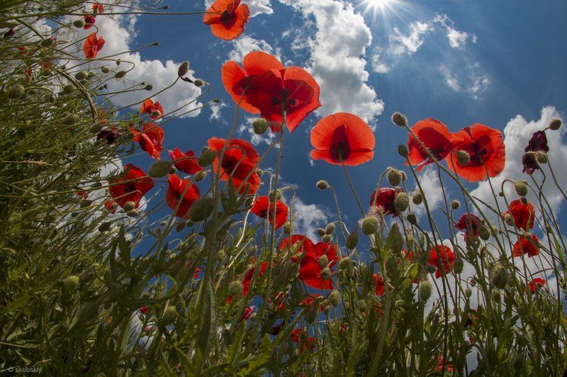 маки макиphoto preview