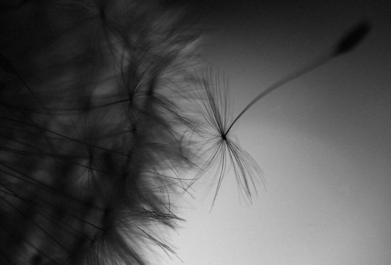 макро, одуванчики, чб Одуванчиковая тема раскрытаphoto preview