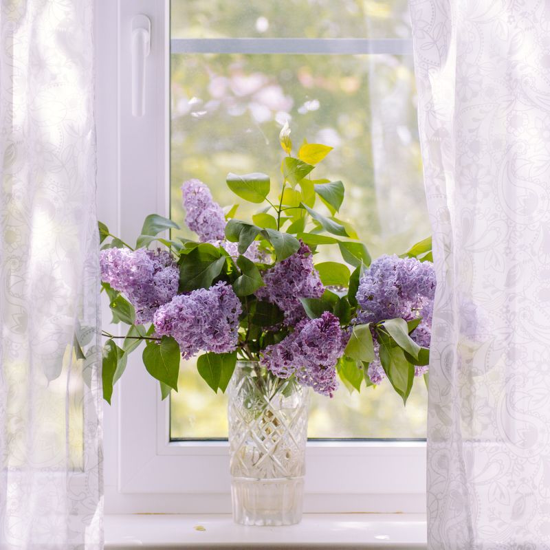 Натюрморт, Сирень * фото превью