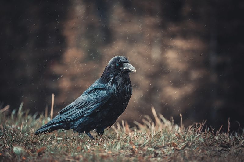 canada, alberta, banff, raven, bird, wildlife Мудрецphoto preview