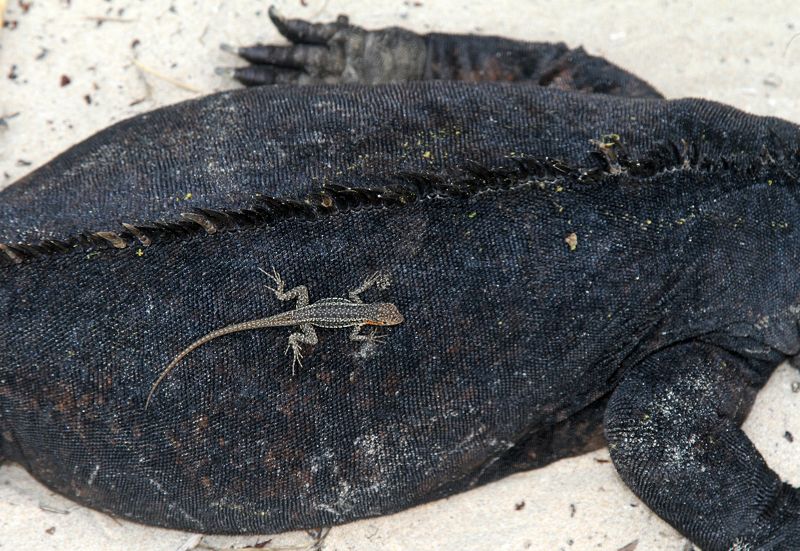 Морская Игуана, Галапагосы Размер имеет значениеphoto preview