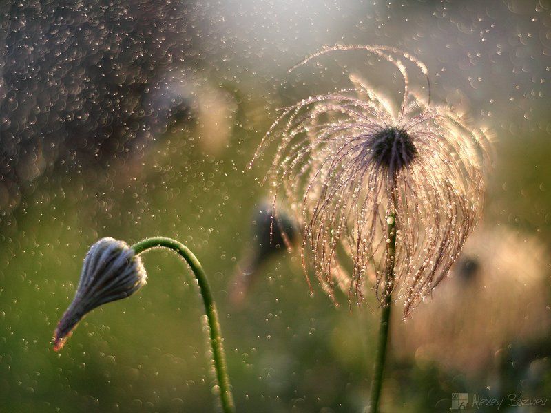 сон-трава, прострел,  Лучшие друзья блондинок это бриллианты (с)photo preview