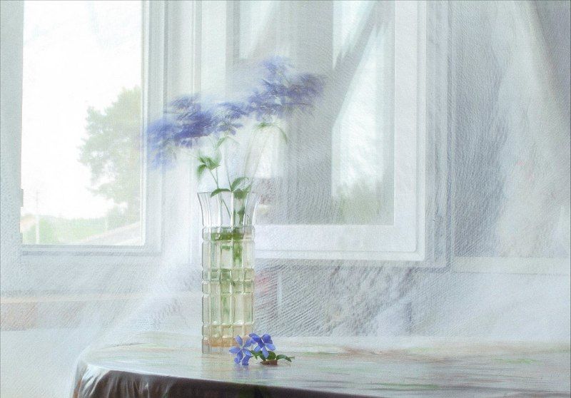 Цветы лето разговор цветка и ветраphoto preview