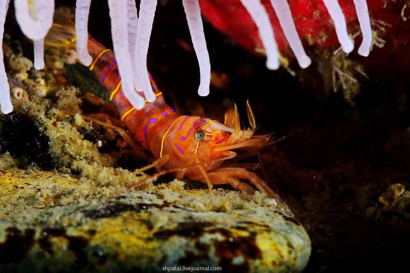 Японское море. Бухта Рудная. Май в море.photo preview