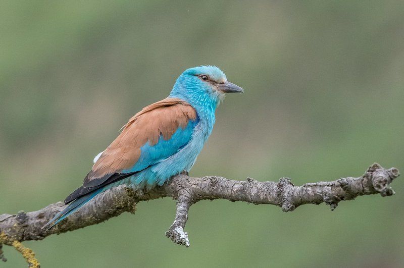roller, european roller, kraska, coracias garrulus, aves, birds, ptaki, dominik chrzanowski fotografia przyrodnicza, dominik chrzanowski wildlife photography European Roller фото превью
