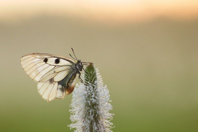 Мнемози?на Goodbye Day!photo preview